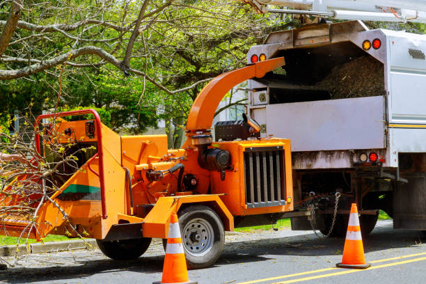 Best Large Tree Removal  in Folsom, CA